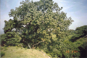 Àrbol de Cacao